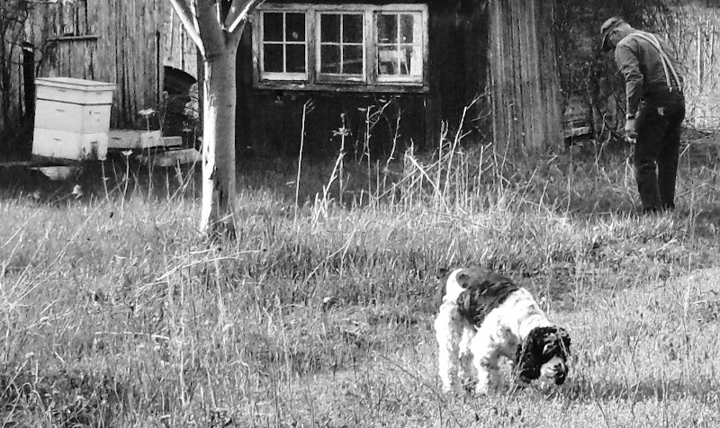 A man and his dog hunting aspargus